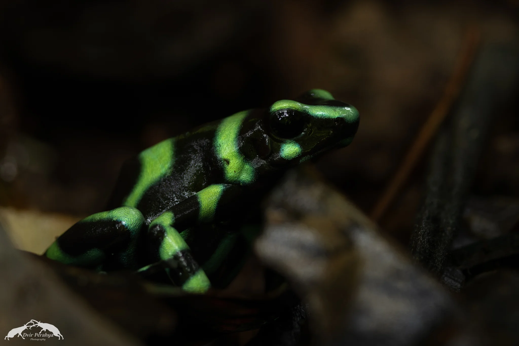 Costa Rica Wildlife